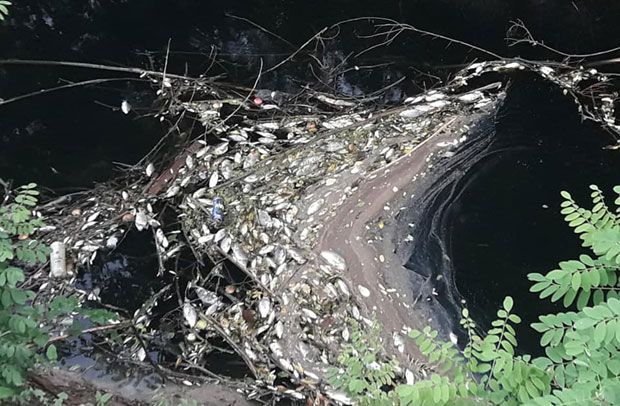 И мртва риба је добар знак